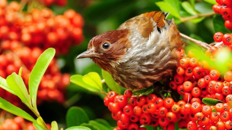 Bird on Red Berries — Natural, Summer
