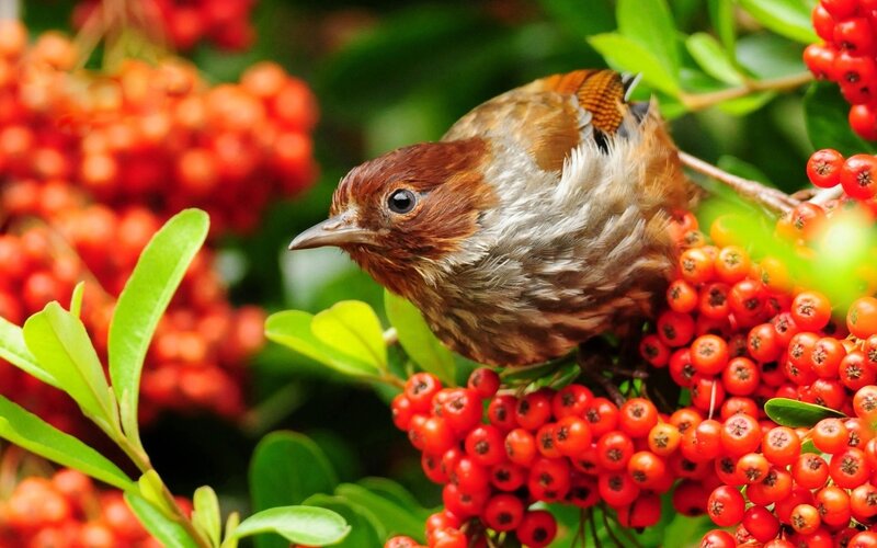 bird on red berries
