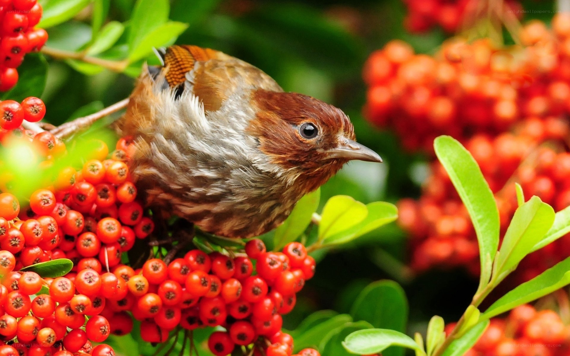 Bird on red berry bush