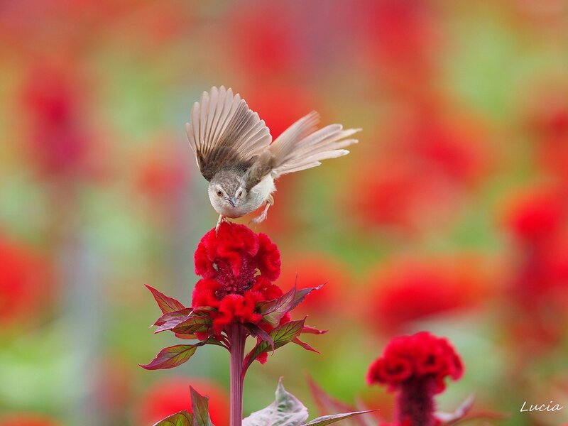 Bird on Red Flower