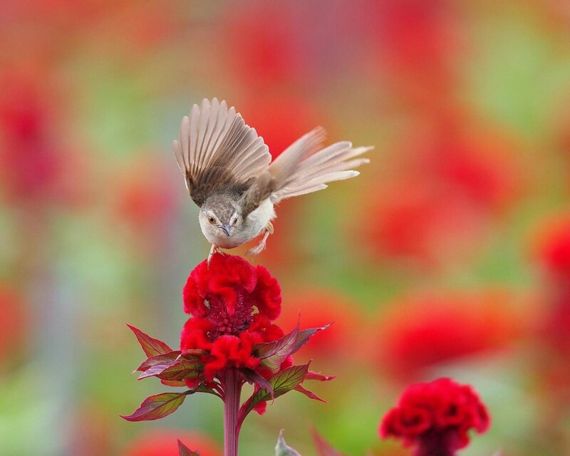 Bird on Red Flower — Vibrant, Photograph
