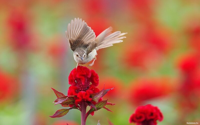 Bird on Red Flower — Vibrant, Photograph, Wing