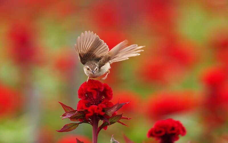 Bird on Red Flower — Vibrant, Spring