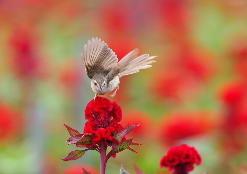 Bird on Red Flower — Vibrant