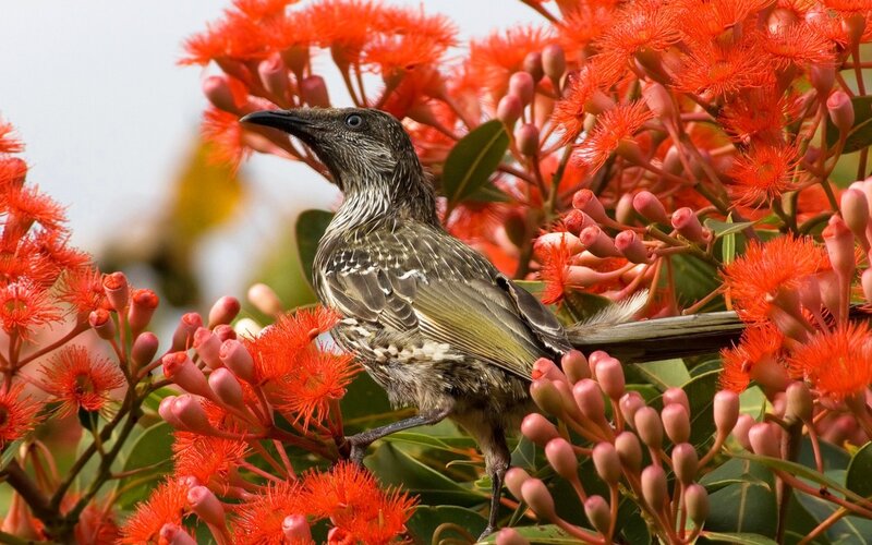 Bird on Red Flowers — Natural, Afternoon