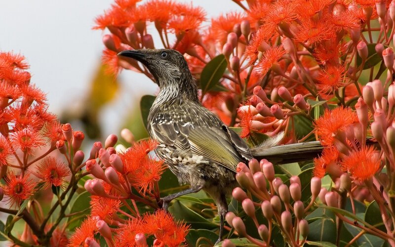 Bird on Red Flowers — Natural