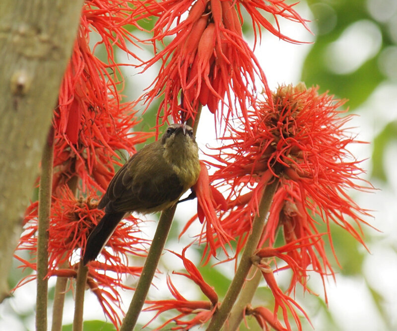 Bird on Red Flowers