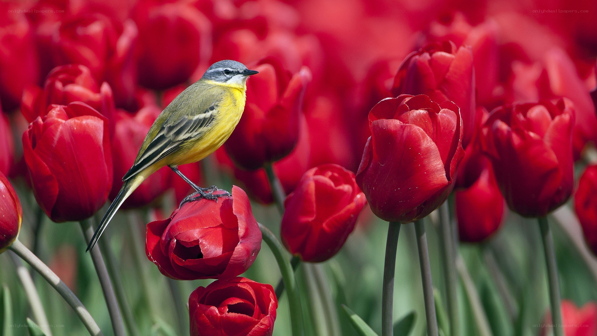 bird on red tulips