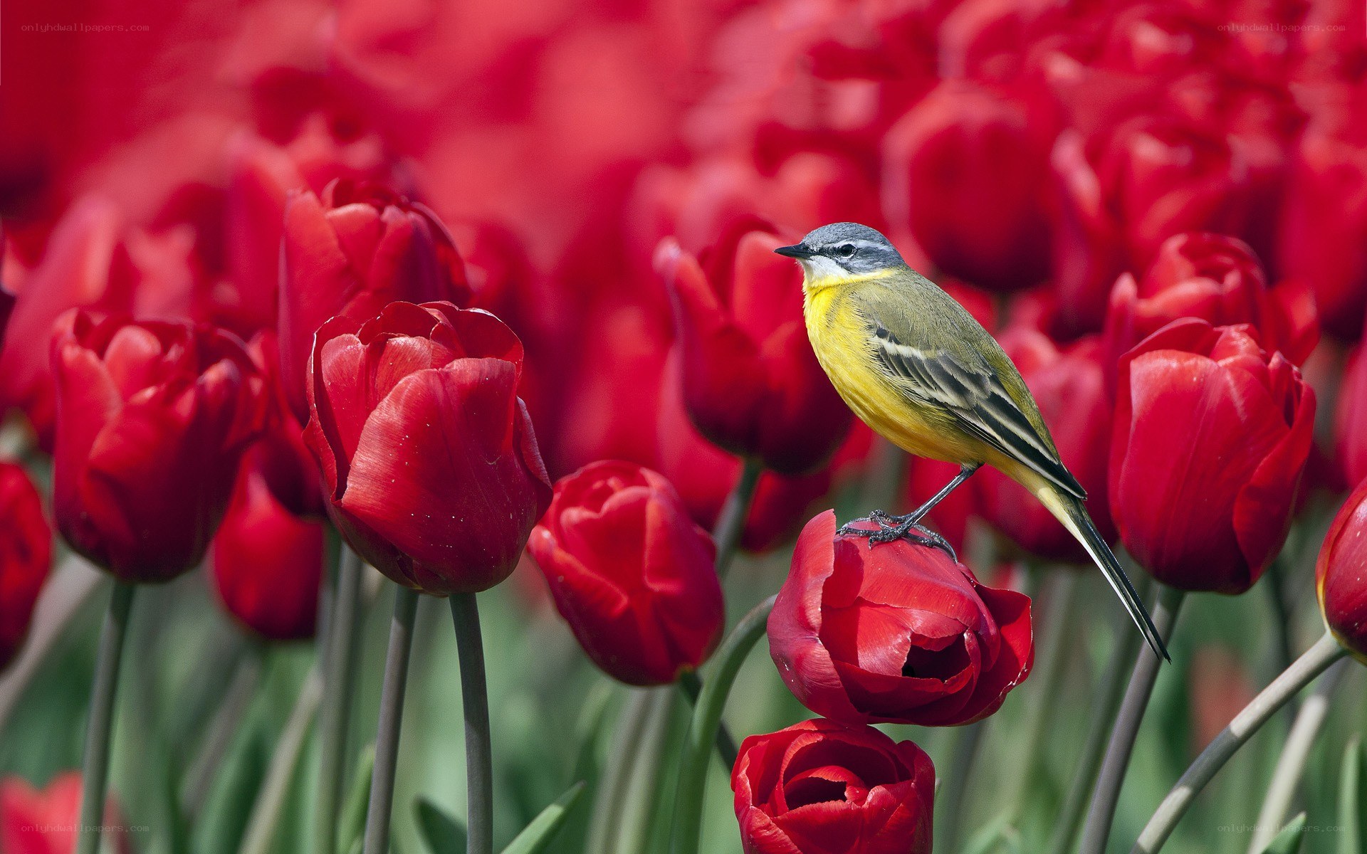 Bird on red tulips