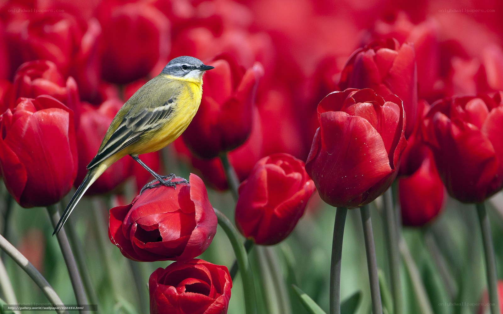 Bird on red tulips