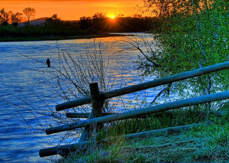 Bird on Riverbank
