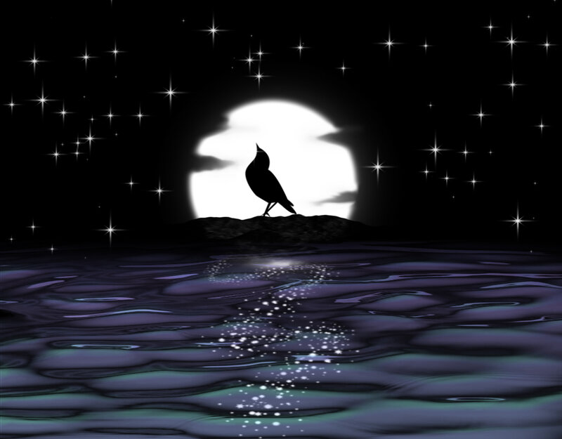 Bird on Rock at Night
