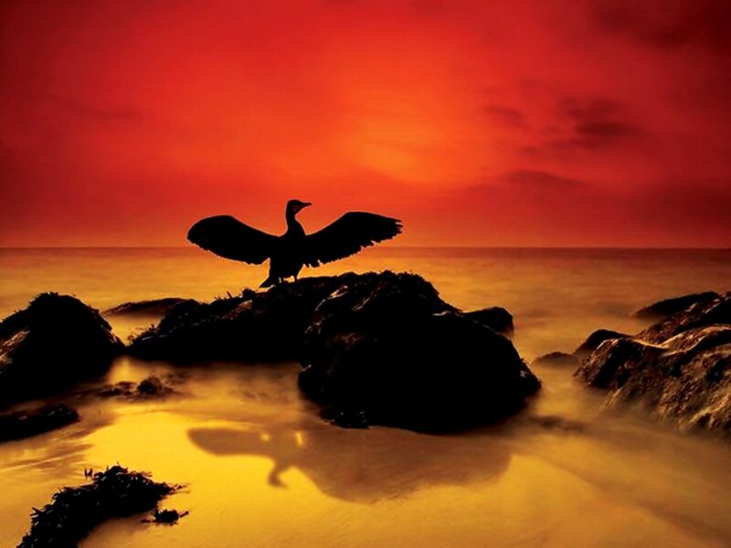 Bird on Rock at Sunset — Red