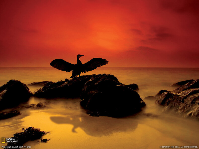 Bird on Rock at Sunset