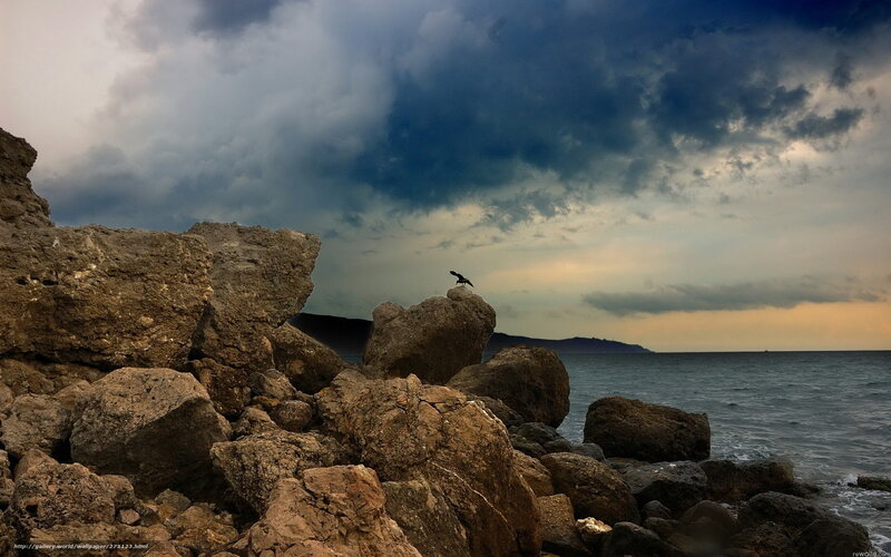 Bird on Rocky Shore