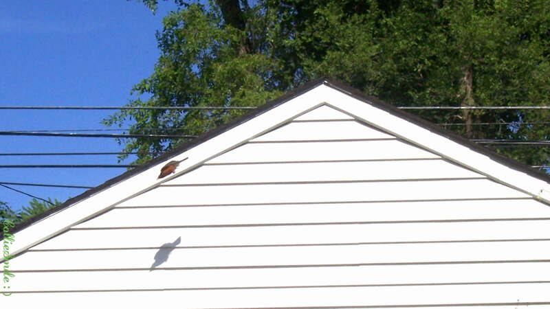 Bird on Roof Peak