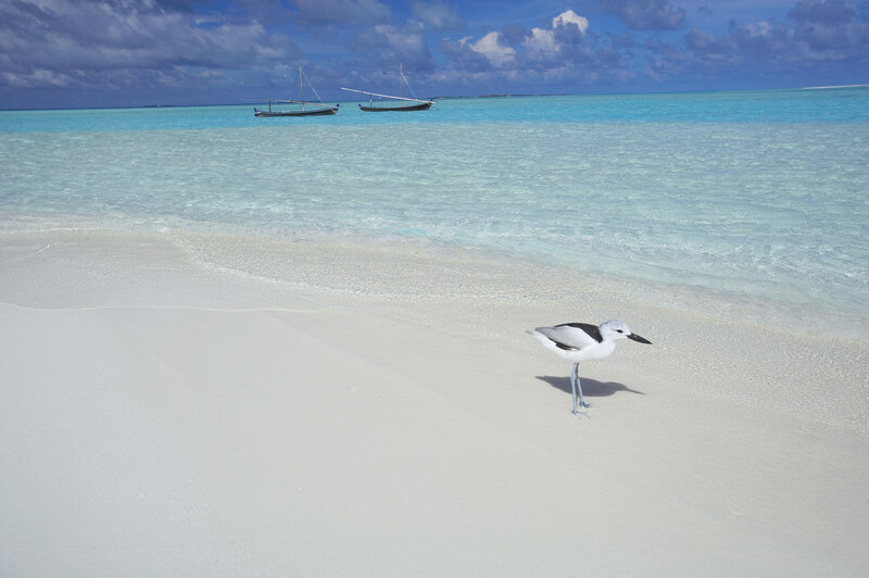 Bird on Sandy Beach