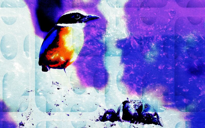 Bird on Sandy Ground
