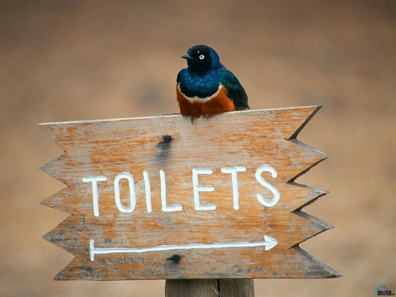 Bird on Sign