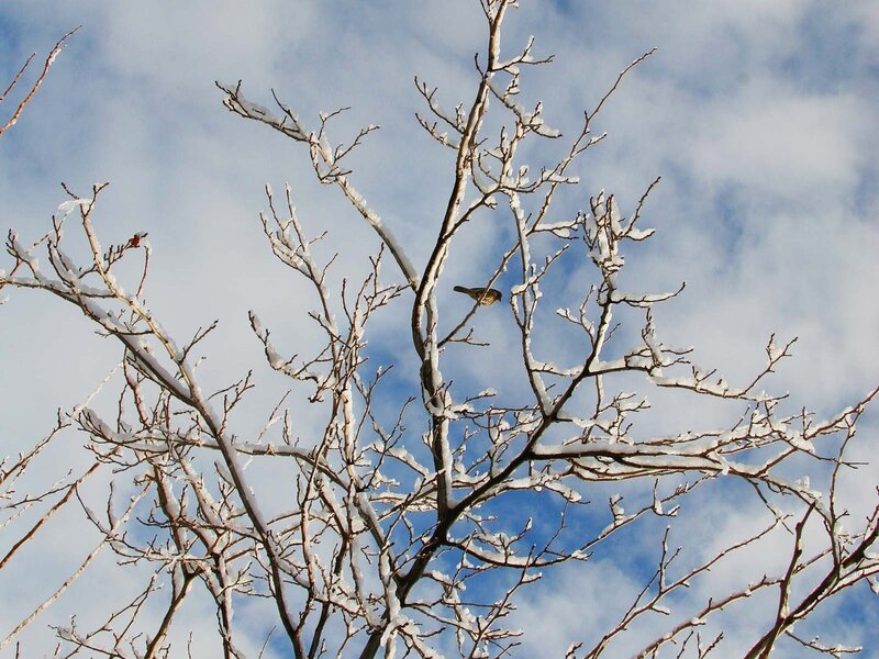 Bird on Snow-covered Branch — Blue