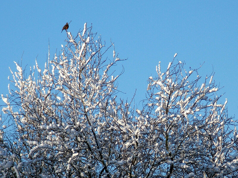 Bird on Snow-covered Branch