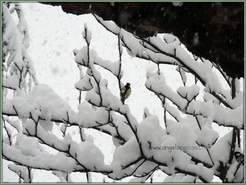 Bird on Snow-covered Branch — White