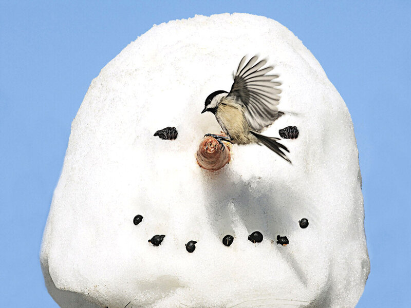 Bird on Snowman