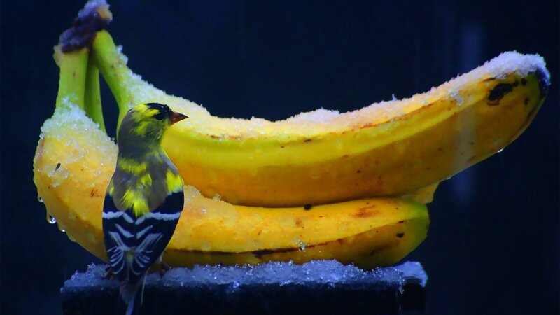 bird on snowy bananas
