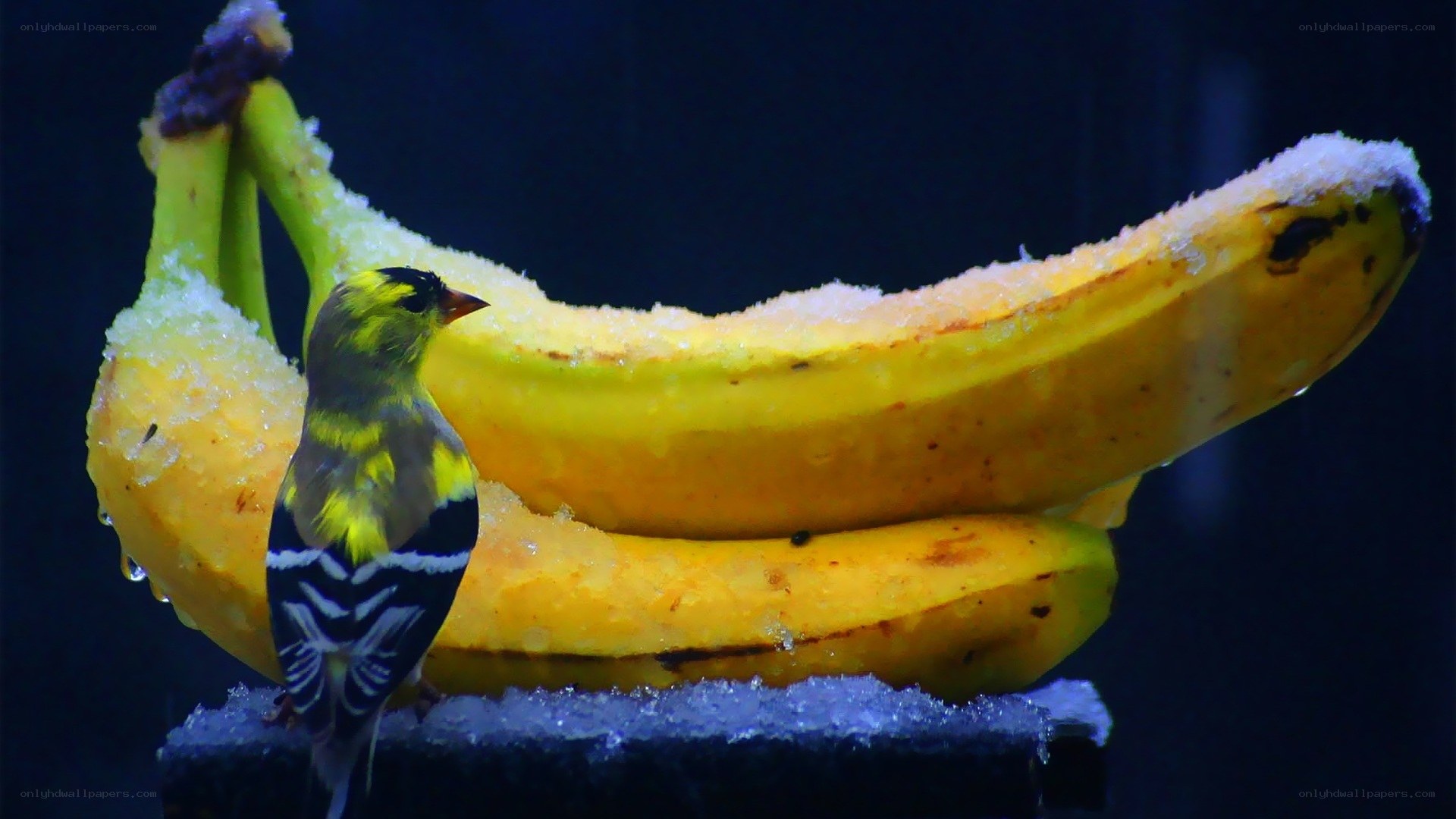 bird on snowy bananas