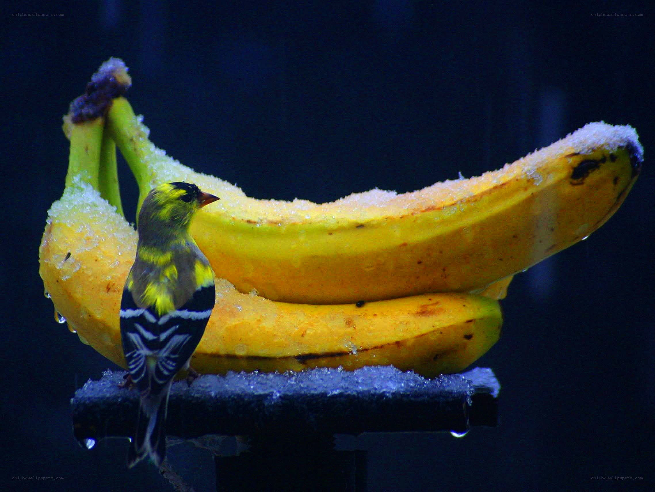 bird on snowy bananas