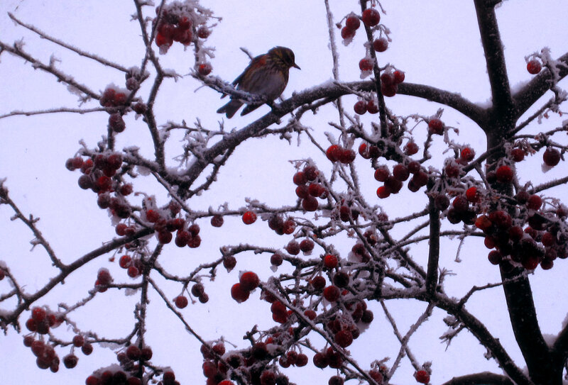 bird on snowy berry branch
