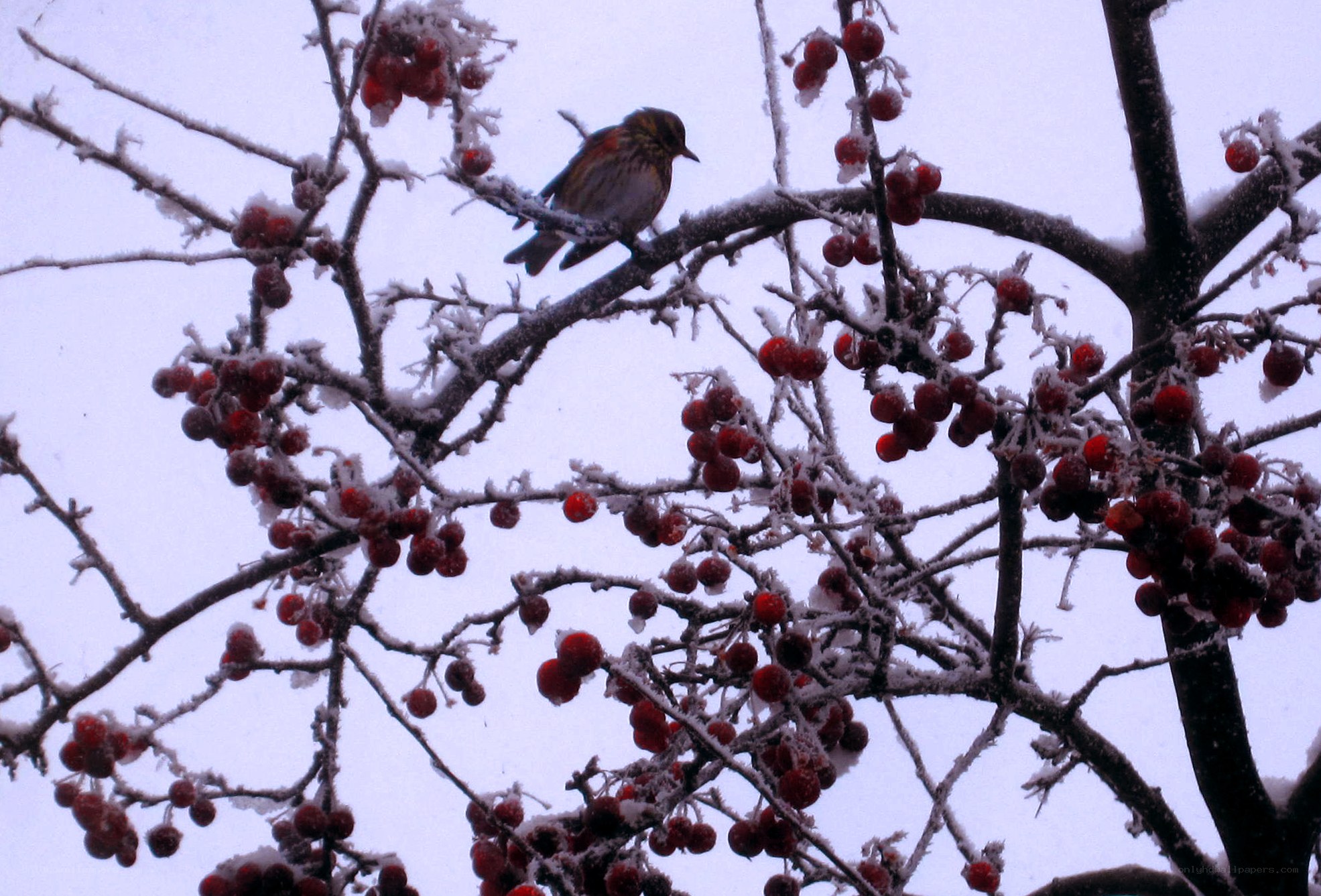 bird on snowy berry branch