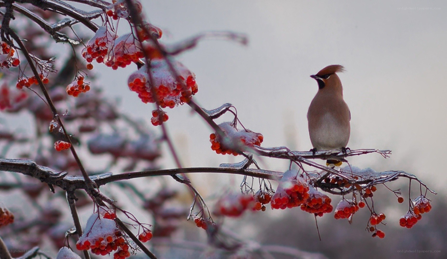 bird on snowy branch