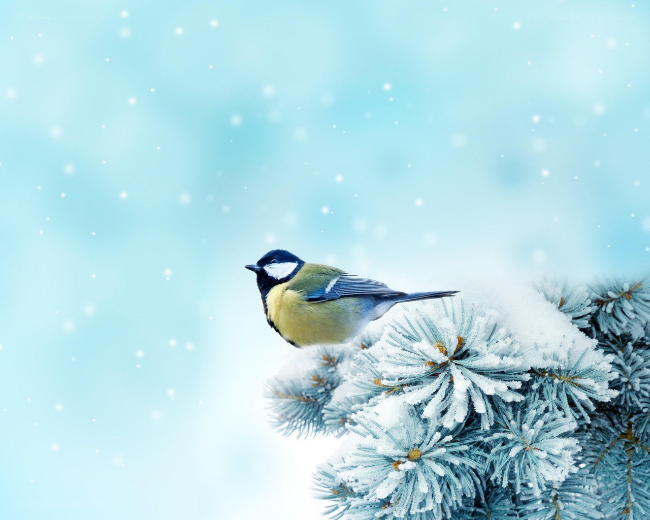 Bird on snowy branch