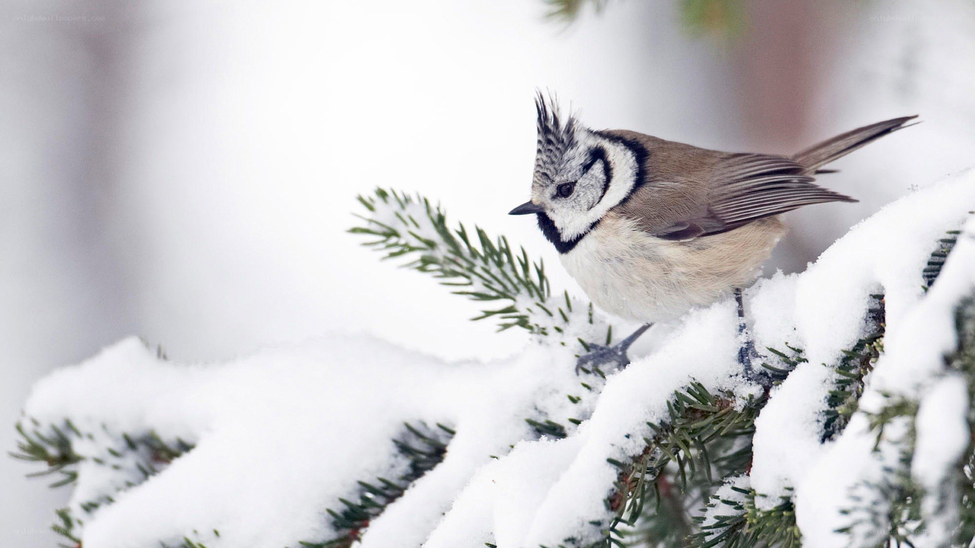 Bird on snowy branch