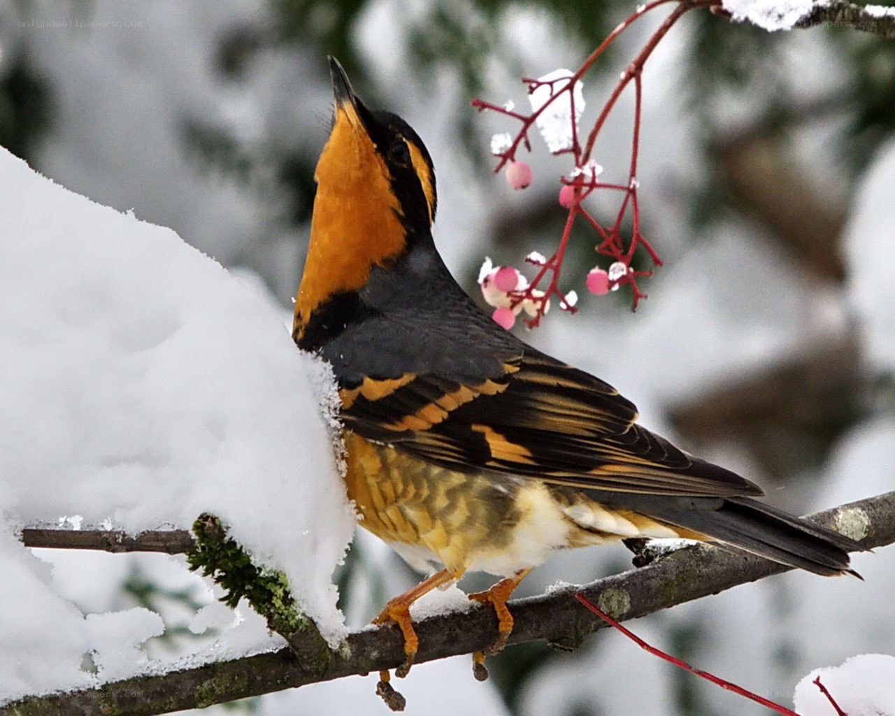 bird on snowy branch