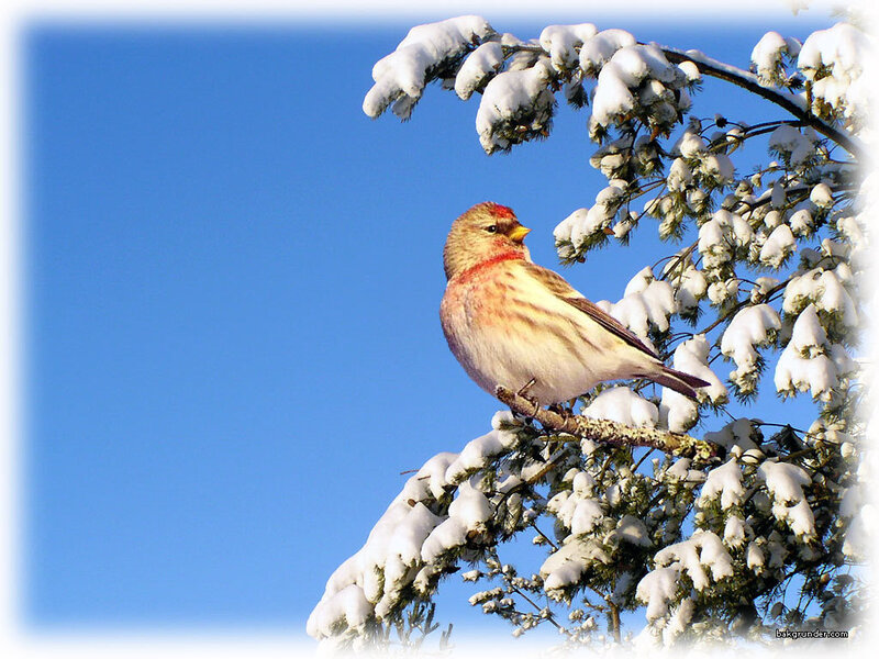 bird on snowy branch