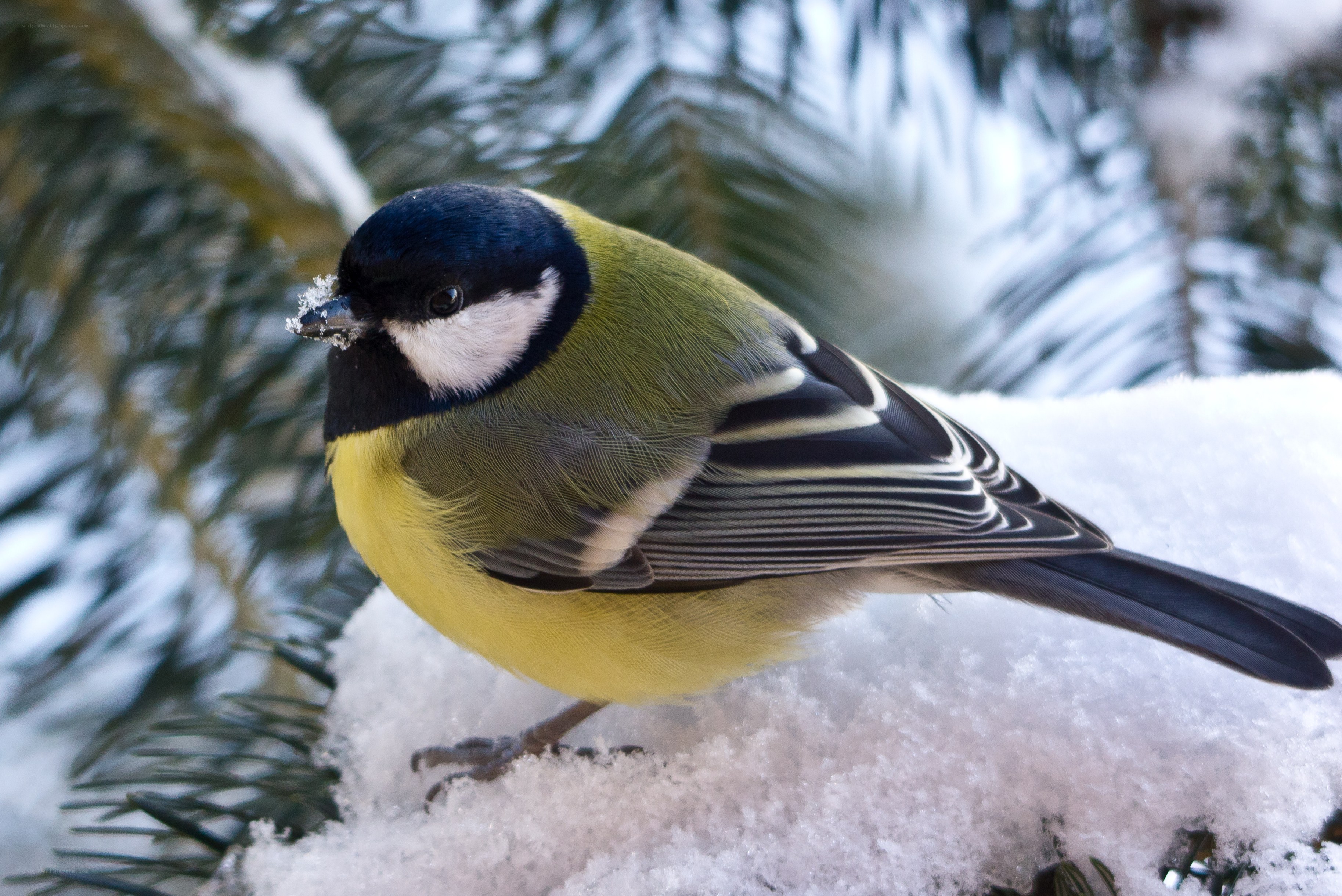 Bird on snowy branch