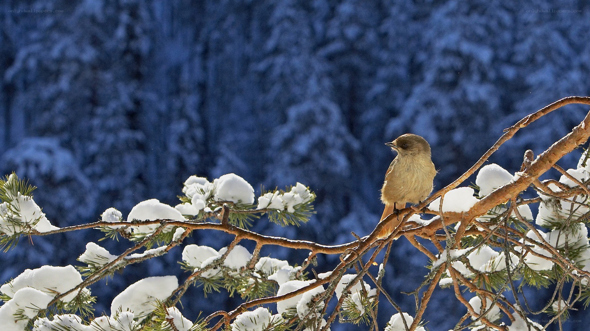 Bird on snowy branch