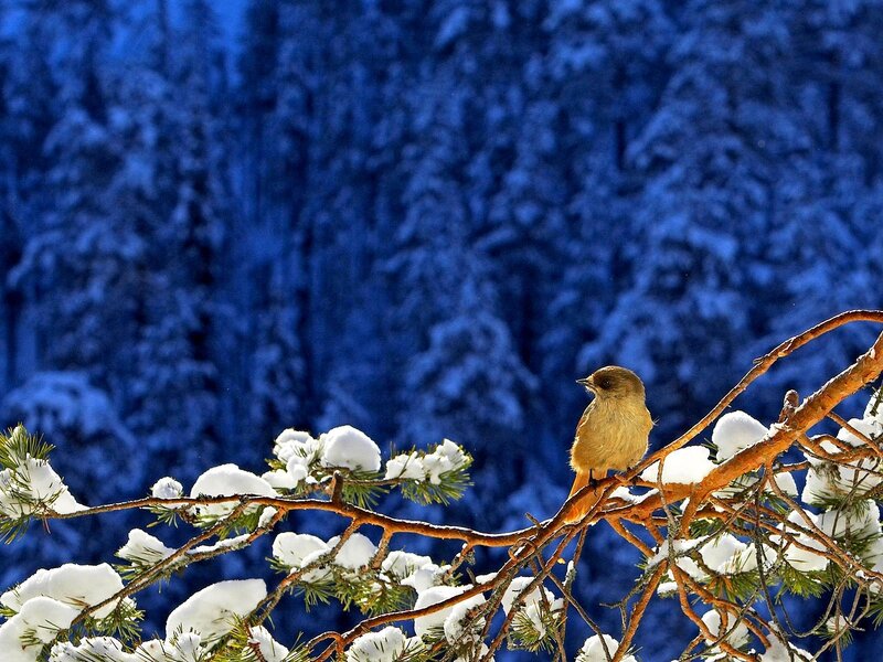 Bird on Snowy Branch — Blue, Serene