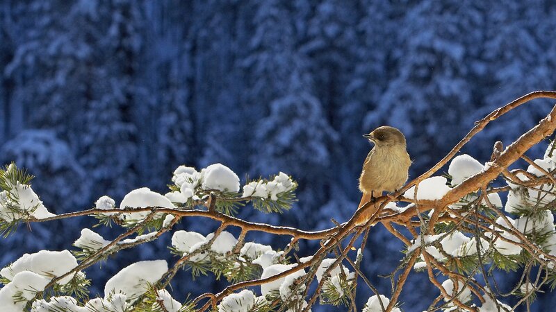 Bird on Snowy Branch — Blue, Serene, Winter, Photograph, Snow