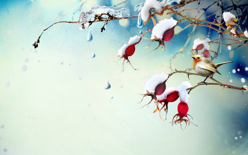 Bird on Snowy Branch — Blue, Serene, Winter