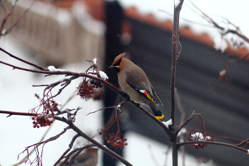 Bird on Snowy Branch — Brown, Calm