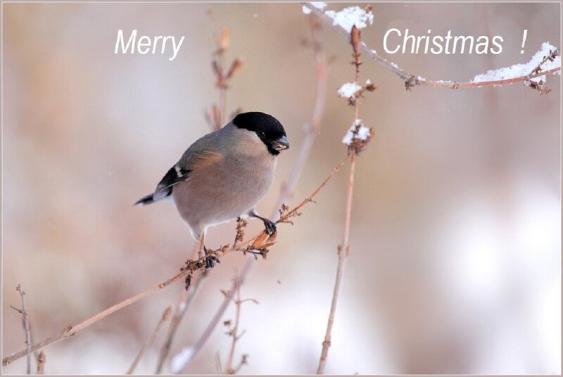 Bird on Snowy Branch — Brown, Calm, Winter