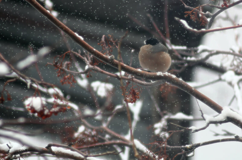 Bird on Snowy Branch — Brown