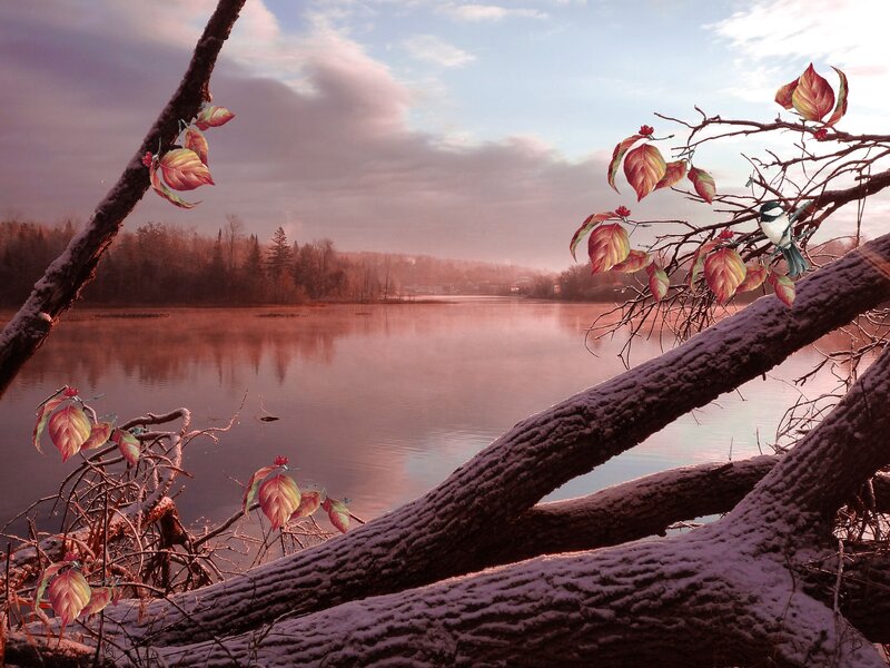 Bird on Snowy Branch — Pink