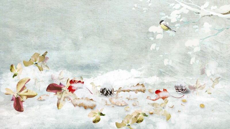 Bird on Snowy Branch — White, Serene