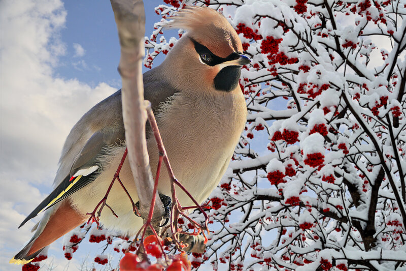 Bird on Snowy Branch — White, Serene, Winter