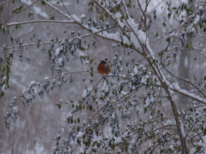 Bird on Snowy Branch — White