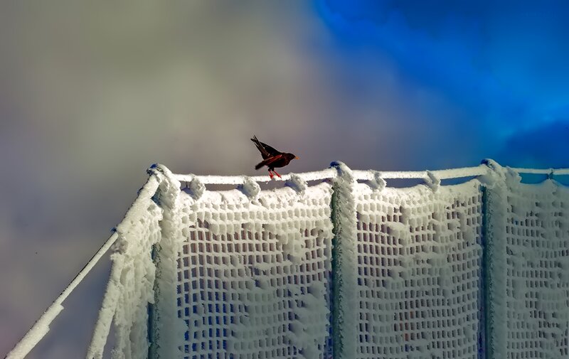 Bird on Snowy Fence